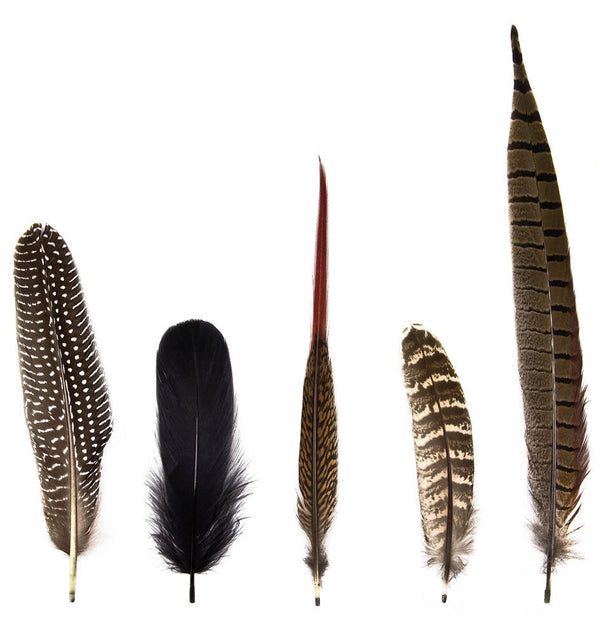 Young and Battaglia Magic Magnetic Feathers Woodland