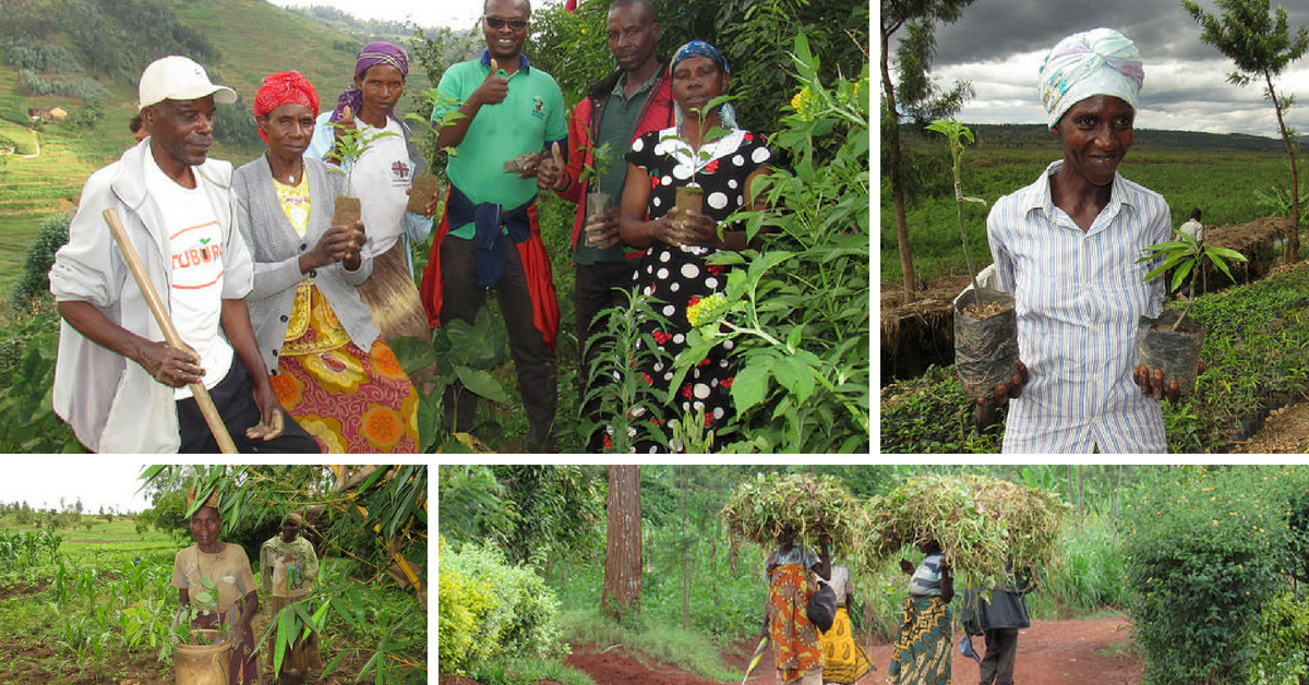 tree planting Rwanda